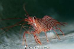 Eye contact
Peppermint Shrimp (Lysmata pederseni), Roata... by Manuel Cabanillas 